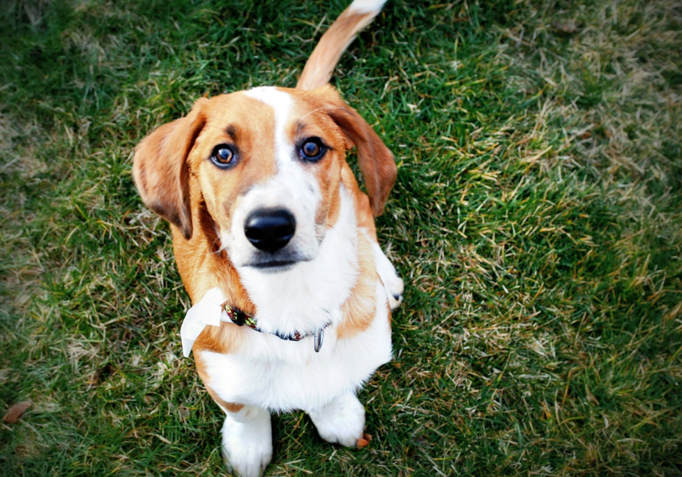 Beagle